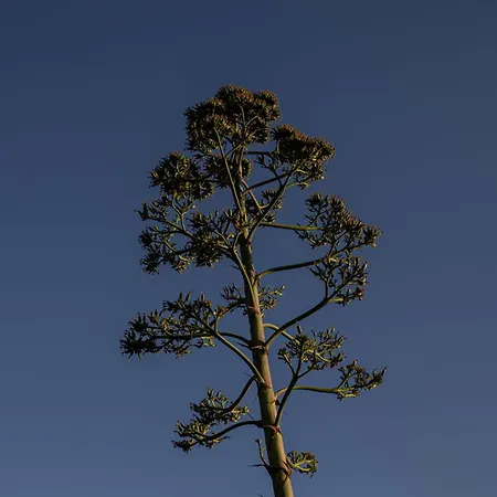 Podere L'agave San Vincenzo