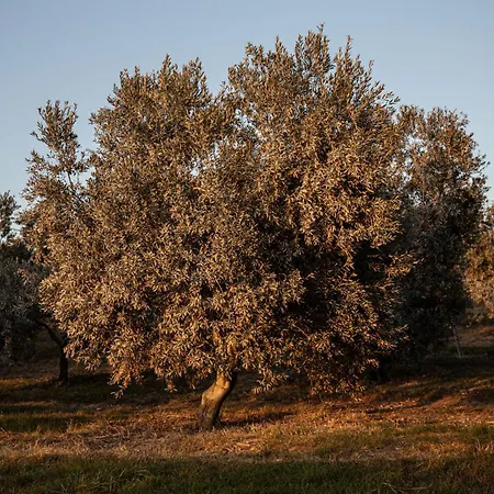 Podere L'agave San Vincenzo