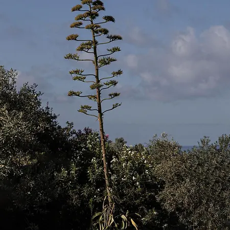 Bauernhof Podere L'agave San Vincenzo