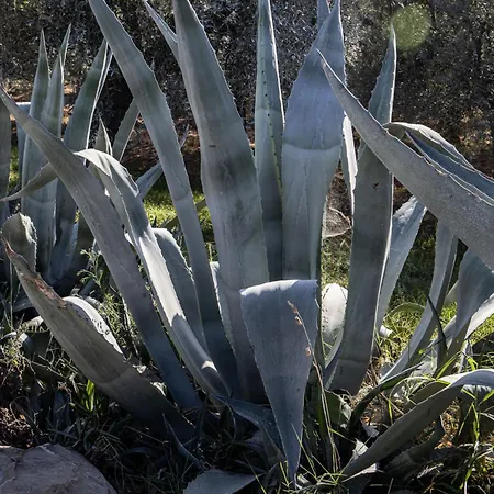 Podere L'agave * San Vincenzo
