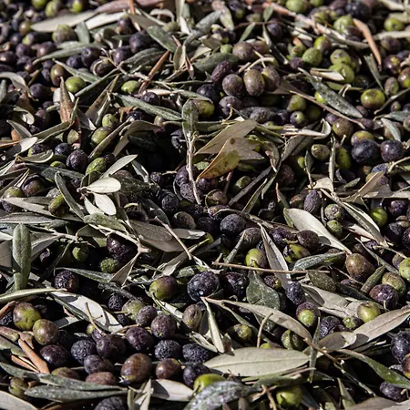 Podere L'agave San Vincenzo