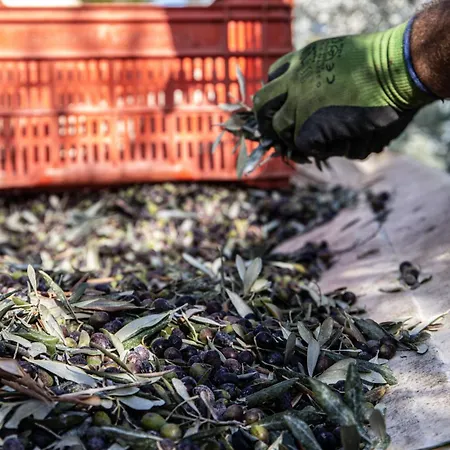 Bauernhof Podere L'agave San Vincenzo