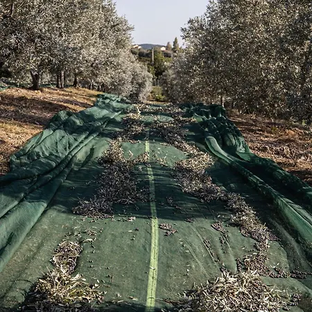 Agriturismo Podere L'agave Lantgård *